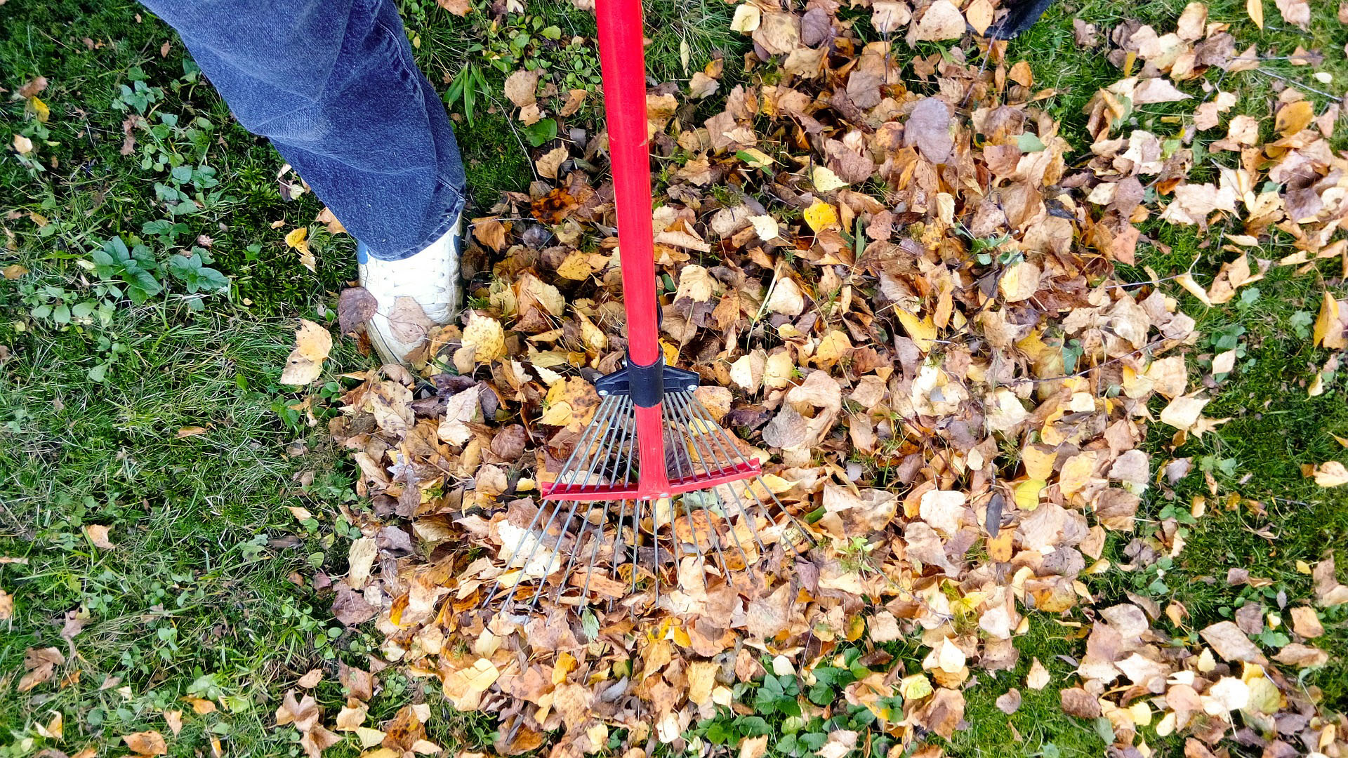 leaf-clean-up-shawn-s-lawns-surrey-bc